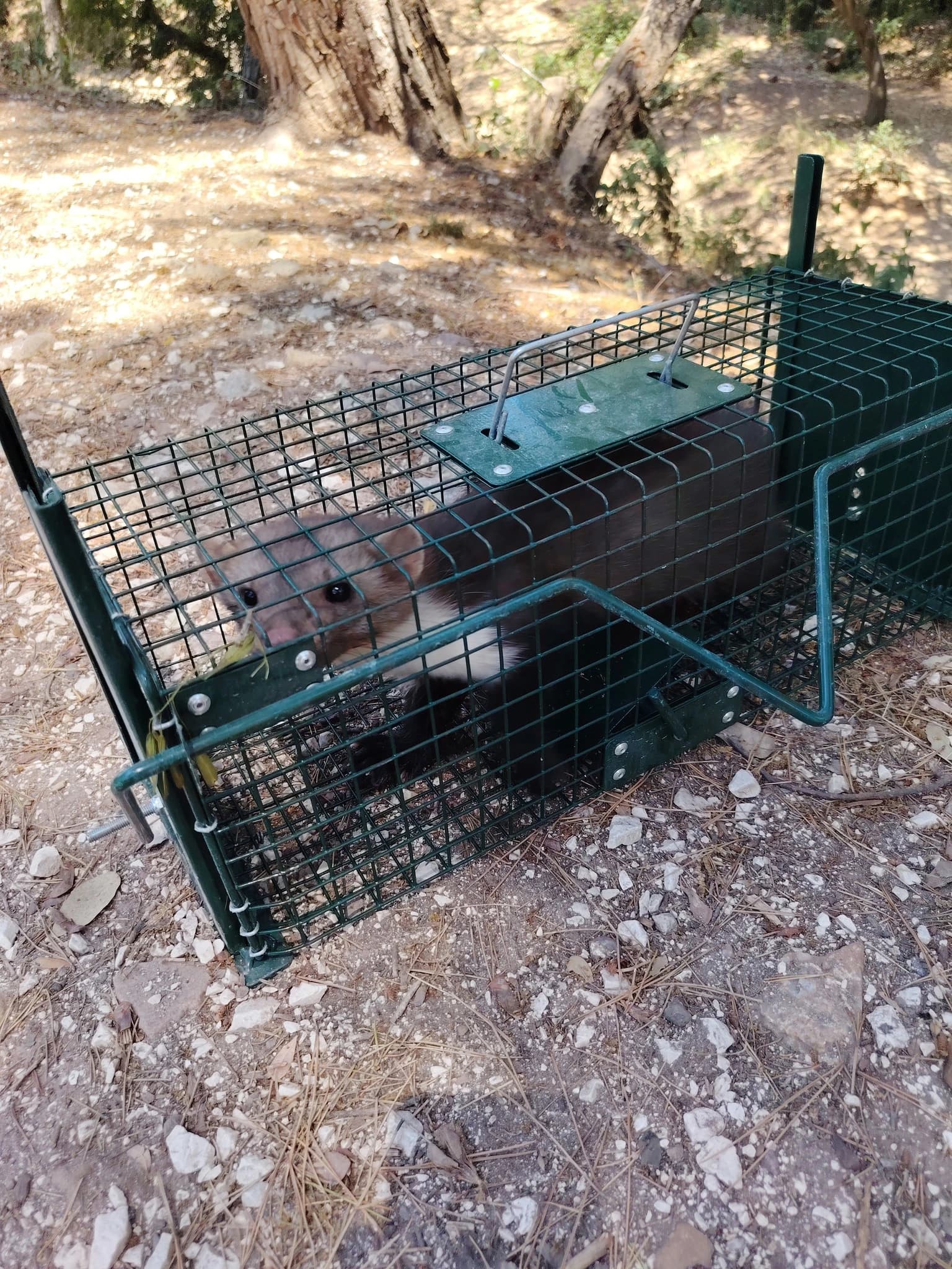 Technicien en intervention pour dératisation
