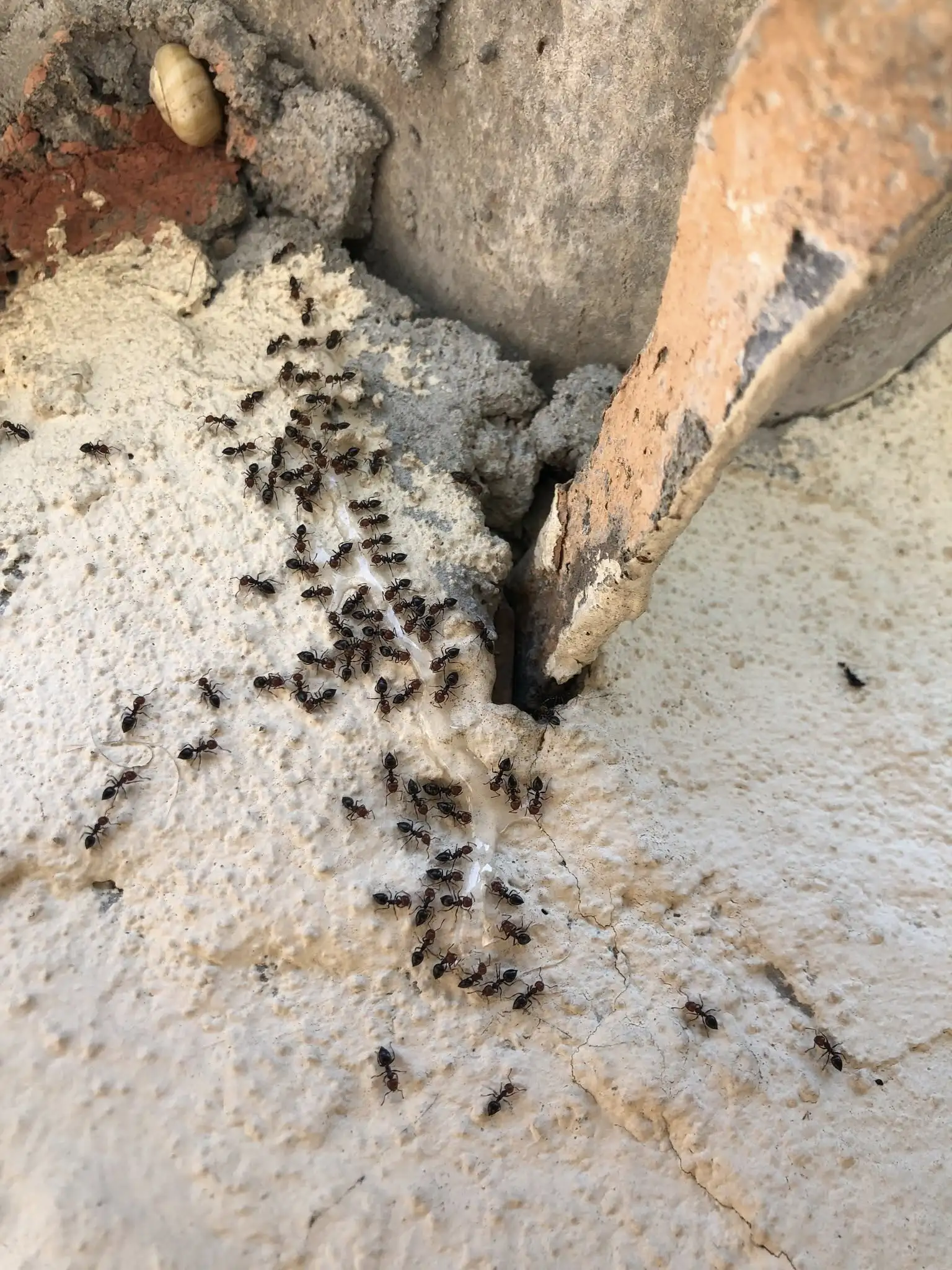 Traitement désinsectisation sur site